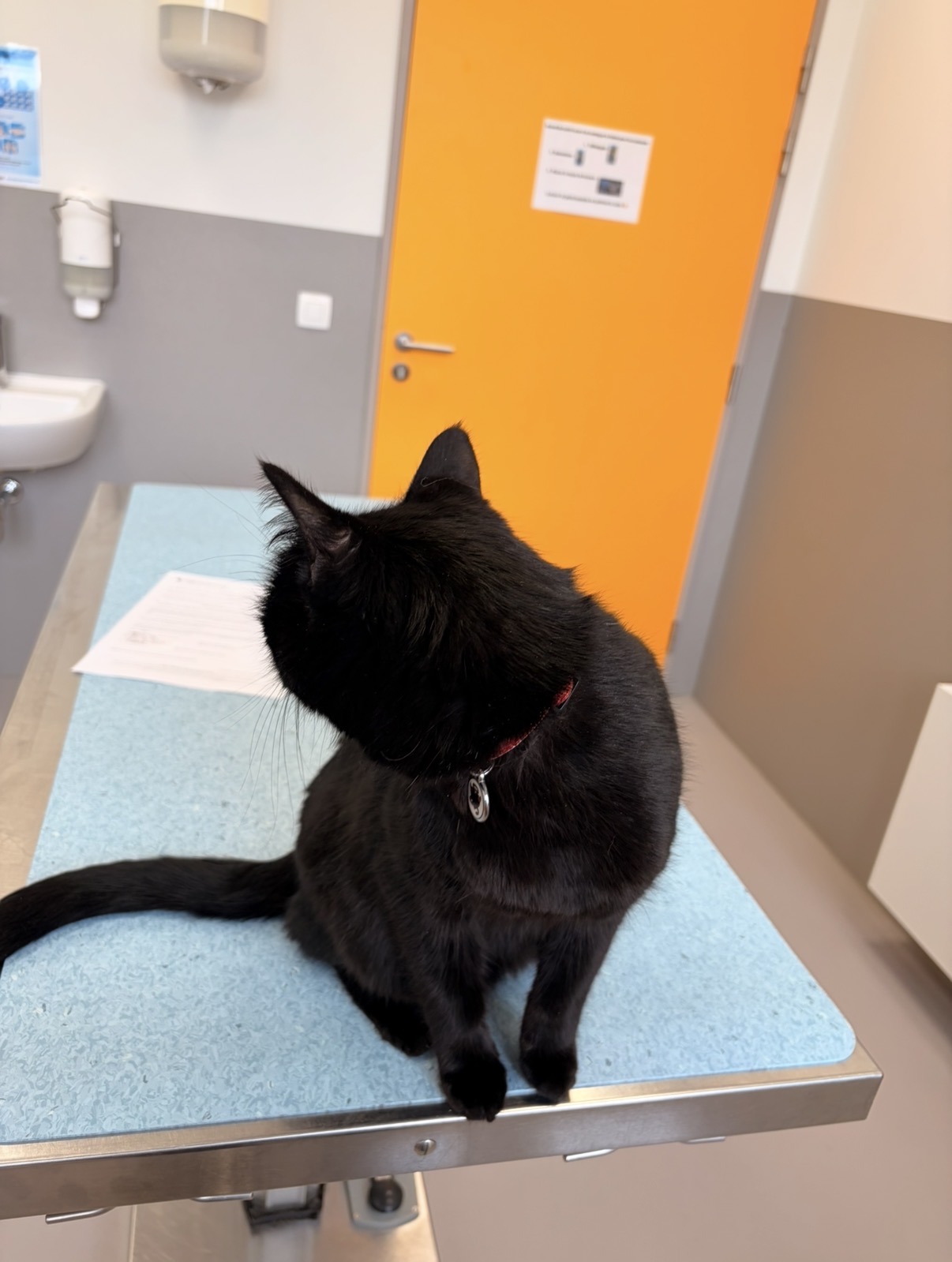 Le chat de la fondatrice en consultation vétérinaire